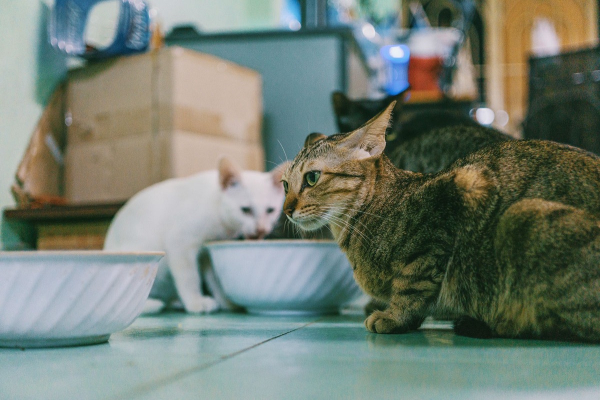 Stainless steel cat feeding bowls and an automatic water fountain