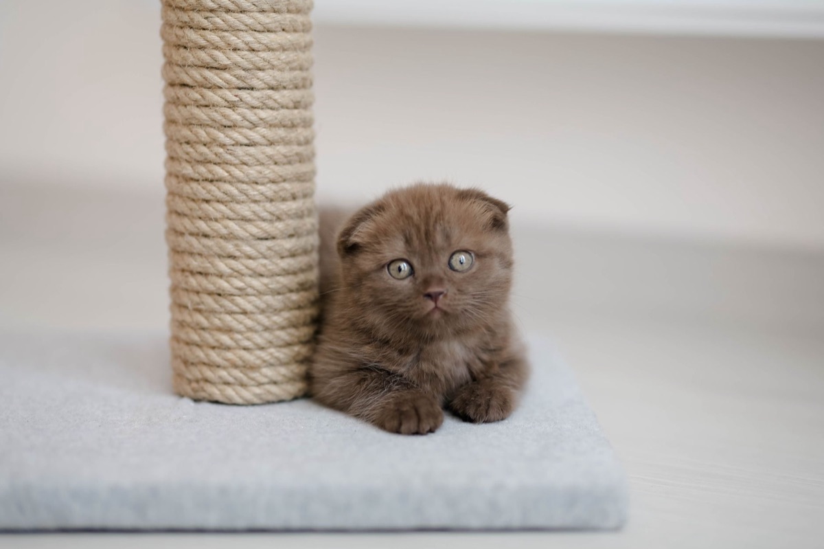 A clean cat litter box next to a tall vertical scratching post