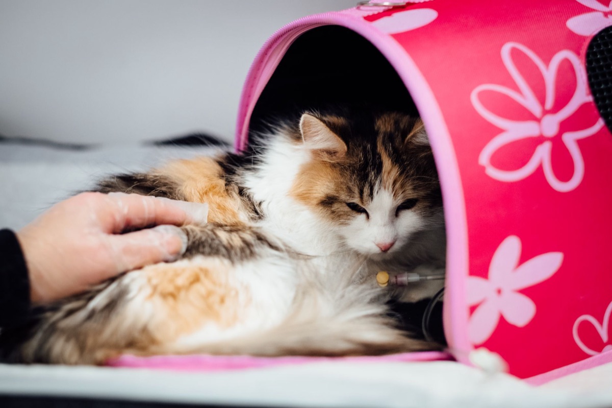 A cozy pet carrier and essential feline hygiene grooming tools