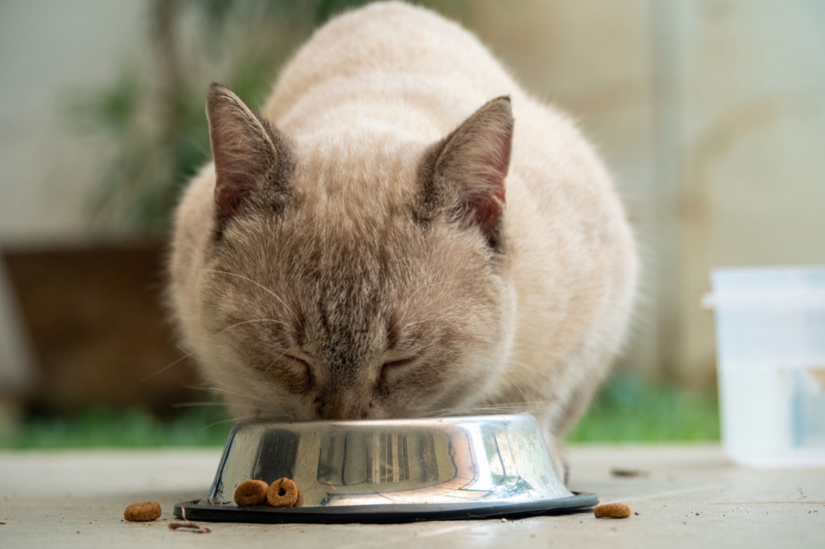 Cuencos de comida y agua para gatos