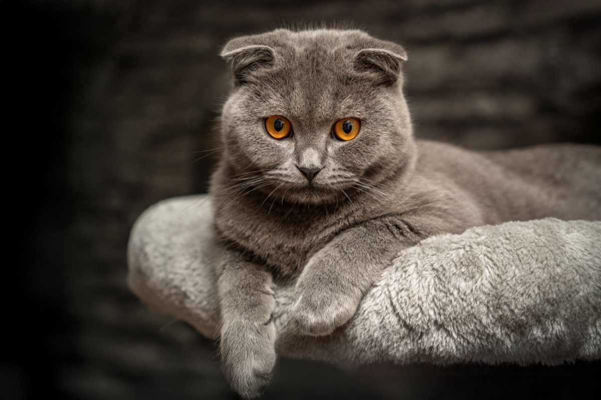Arenero y rascador para gatos