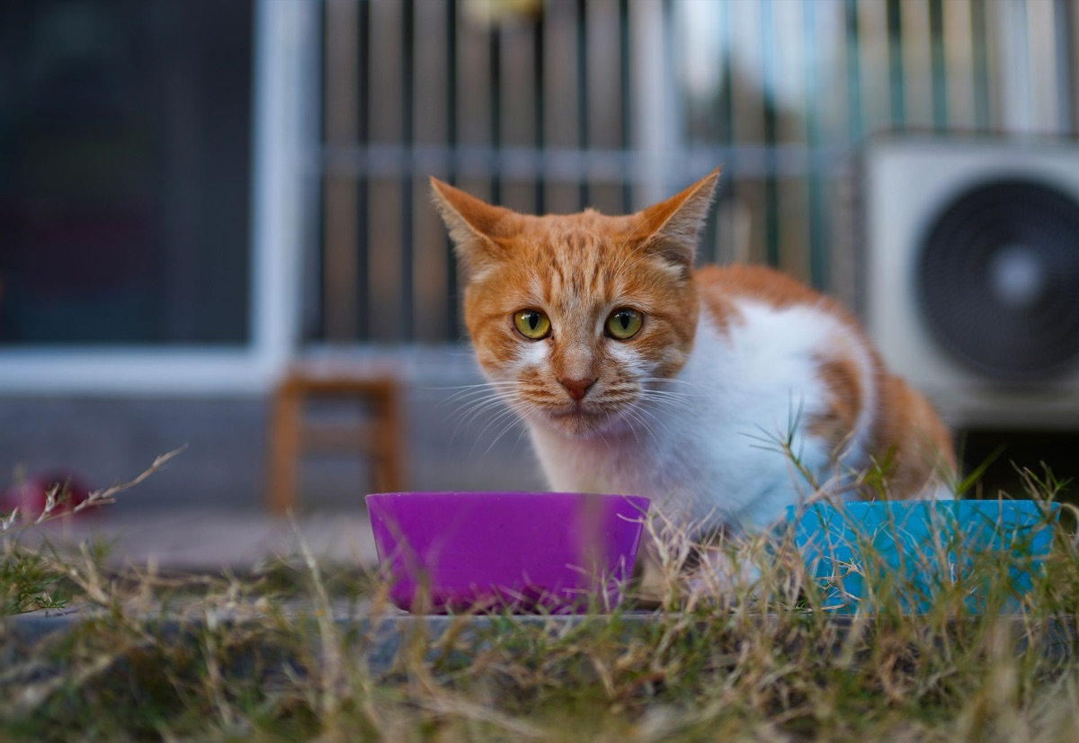 Gamelles de nourriture et fontaine à eau pour chat