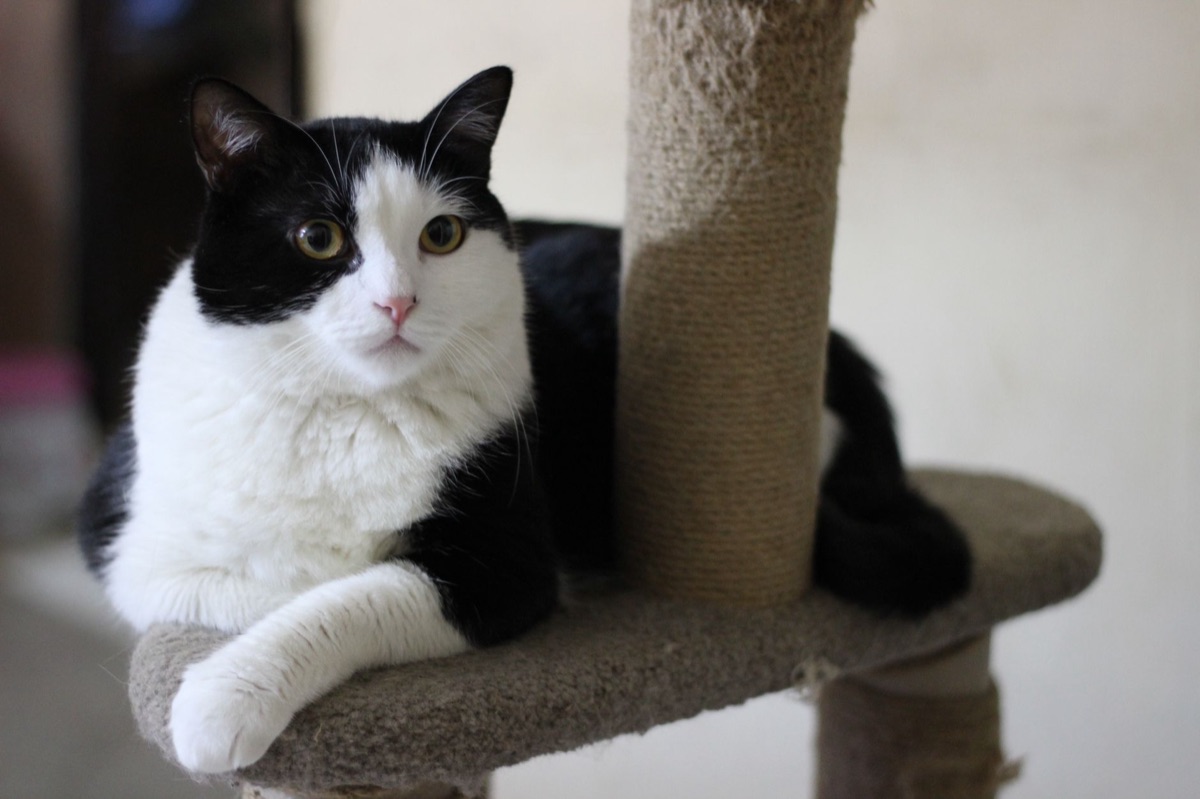 Litière pour chat et arbre à chat pour l'espace vertical