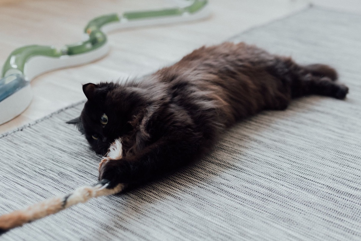 Accessoires d'hygiène et jouets pour chats