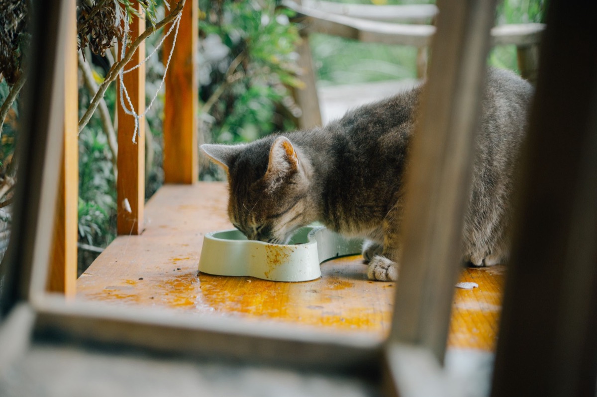 ciotole per cibo e acqua per gatti