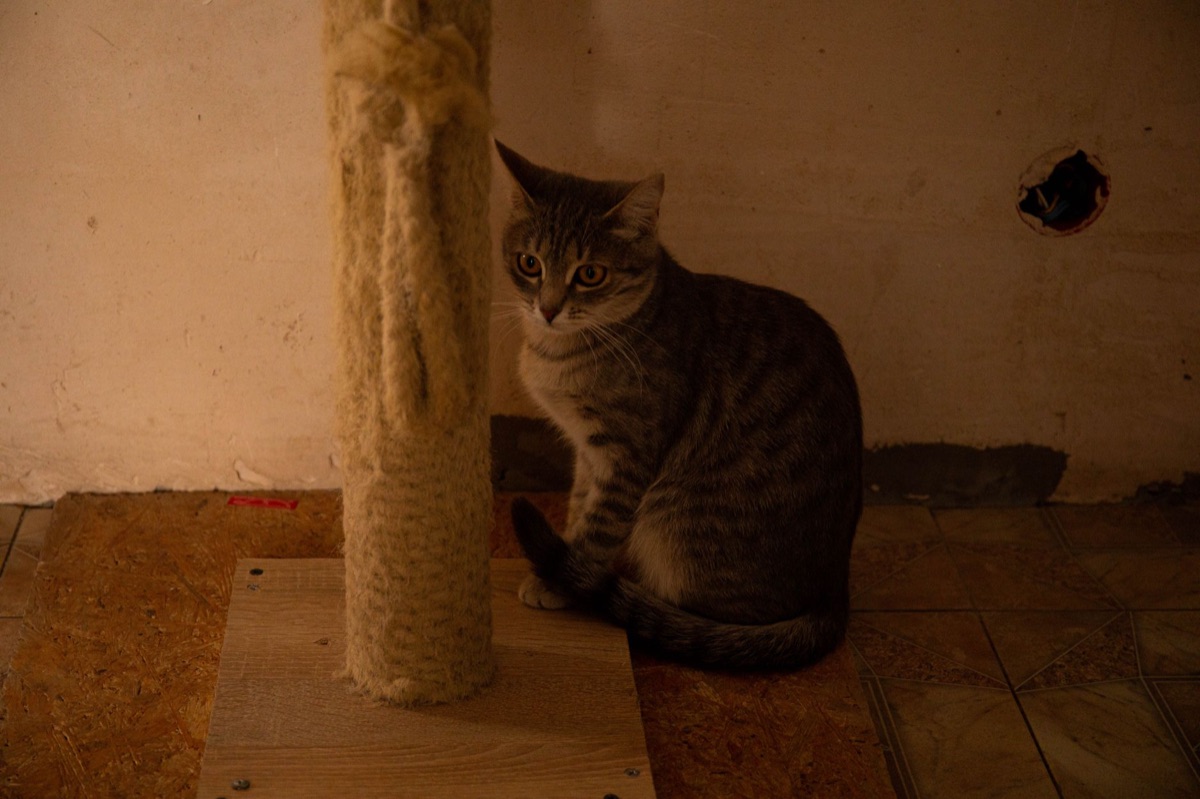 lettiera e tiragraffi per gatti