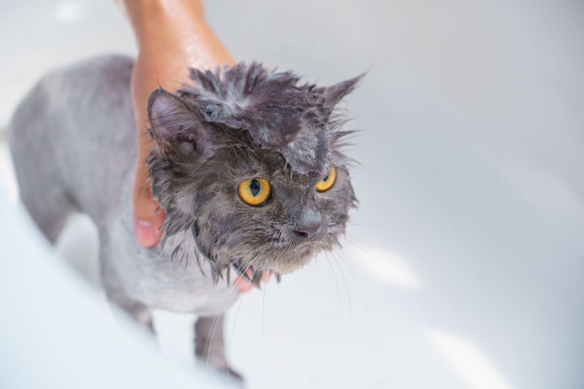 猫のケア用品（ブラシとシャンプー）