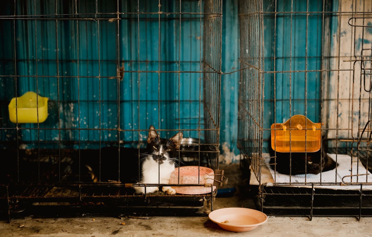 고양이용 식기와 급수기 세트