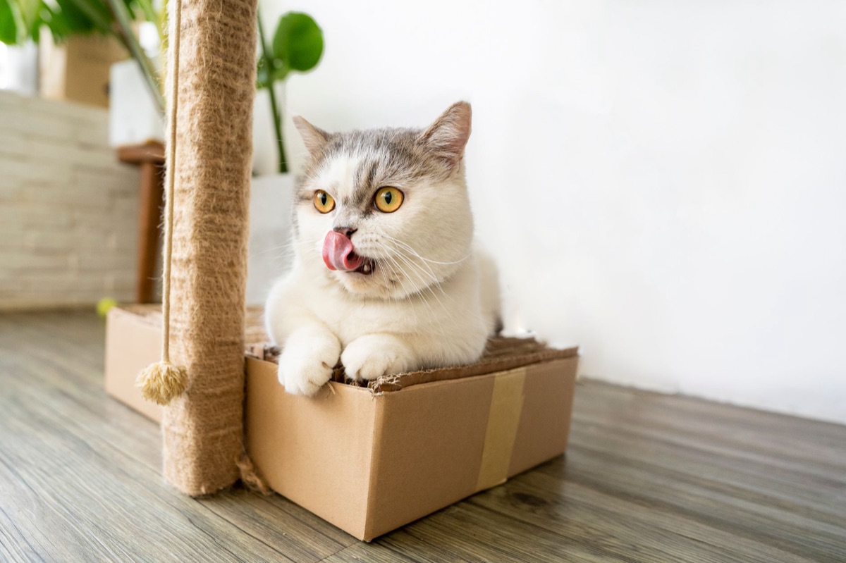 고양이 화장실과 스크래쳐