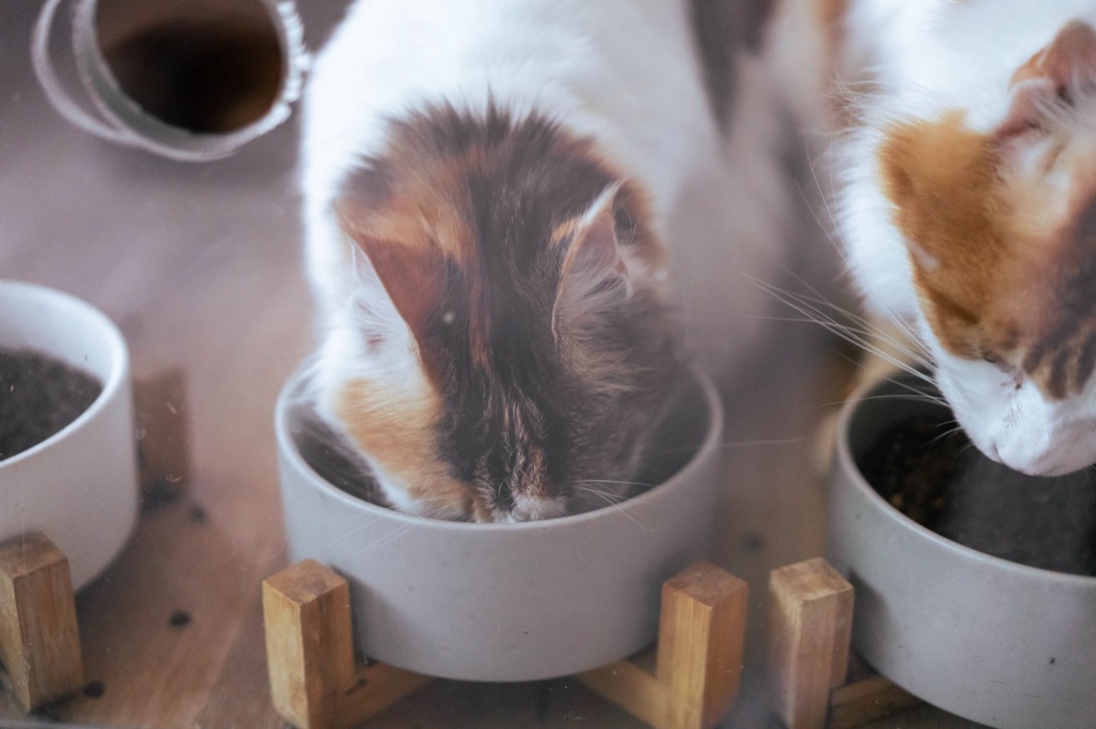 stijlvolle voerbakjes voor katten