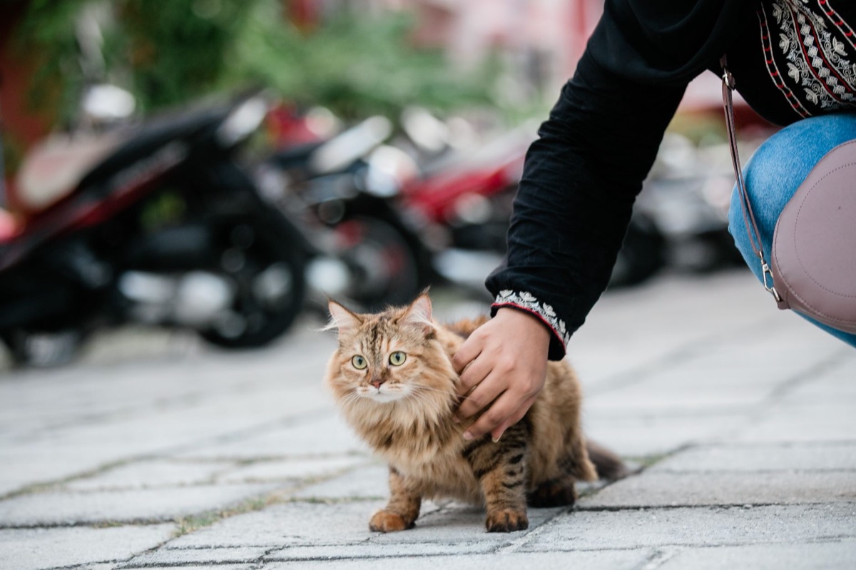 reismandje voor een nieuwe kat