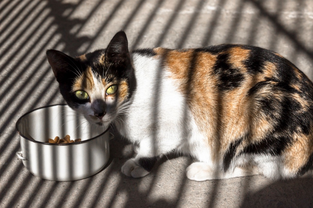Comedouro e bebedouro de cerâmica para gatos.