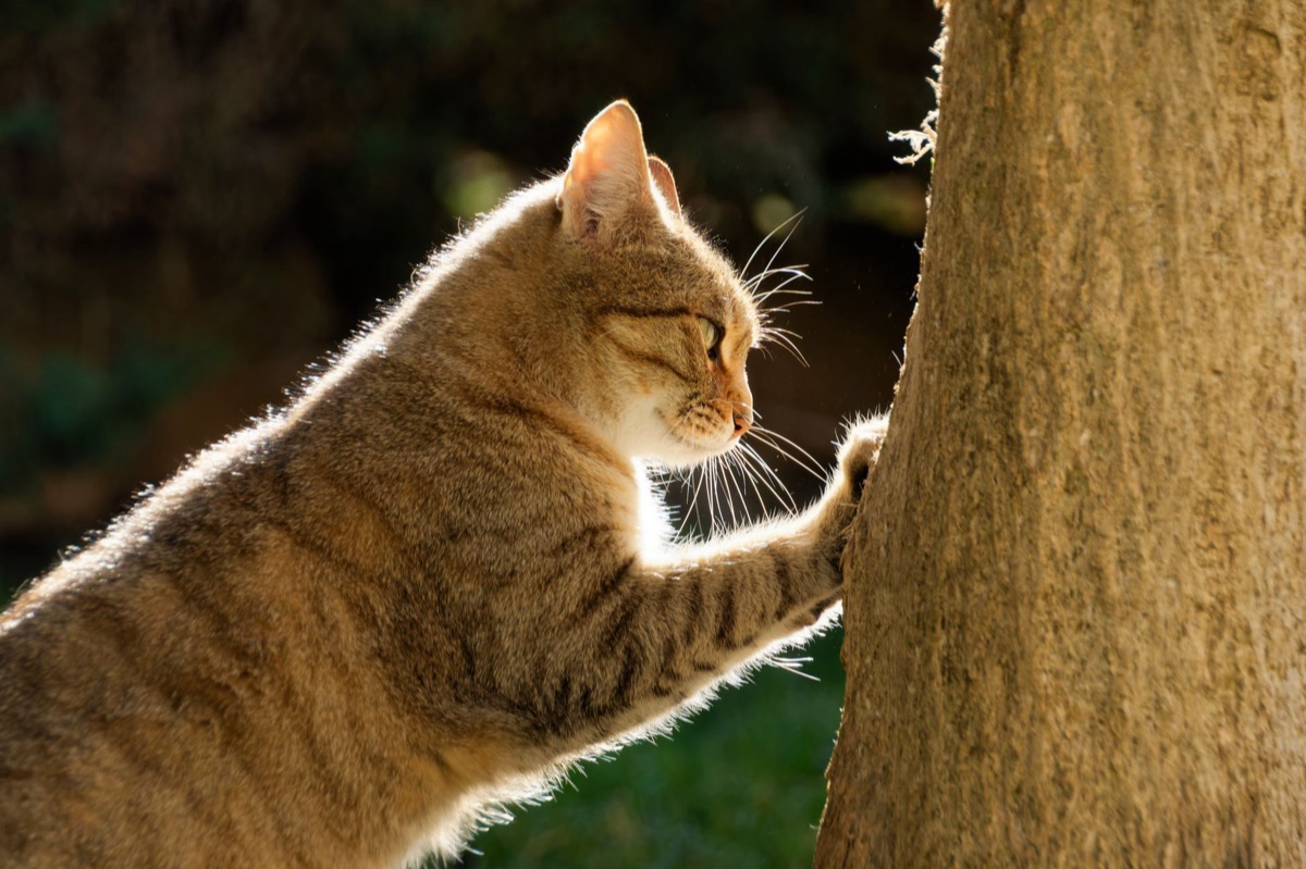 Arranhador vertical para gatos em ambiente doméstico.