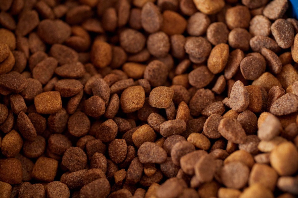 Close up of crunchy dry cat food kibbles in a bowl