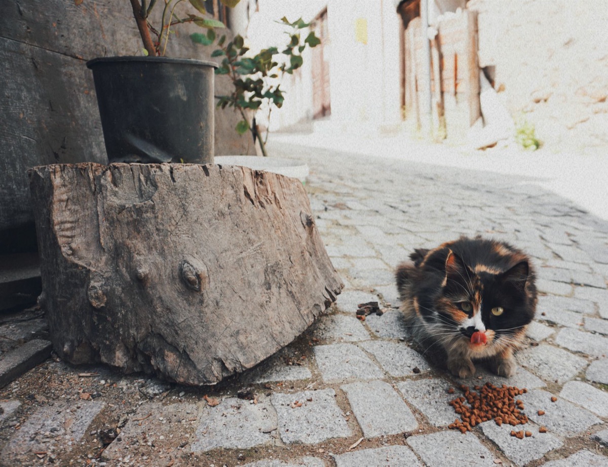 pienso seco para gatos
