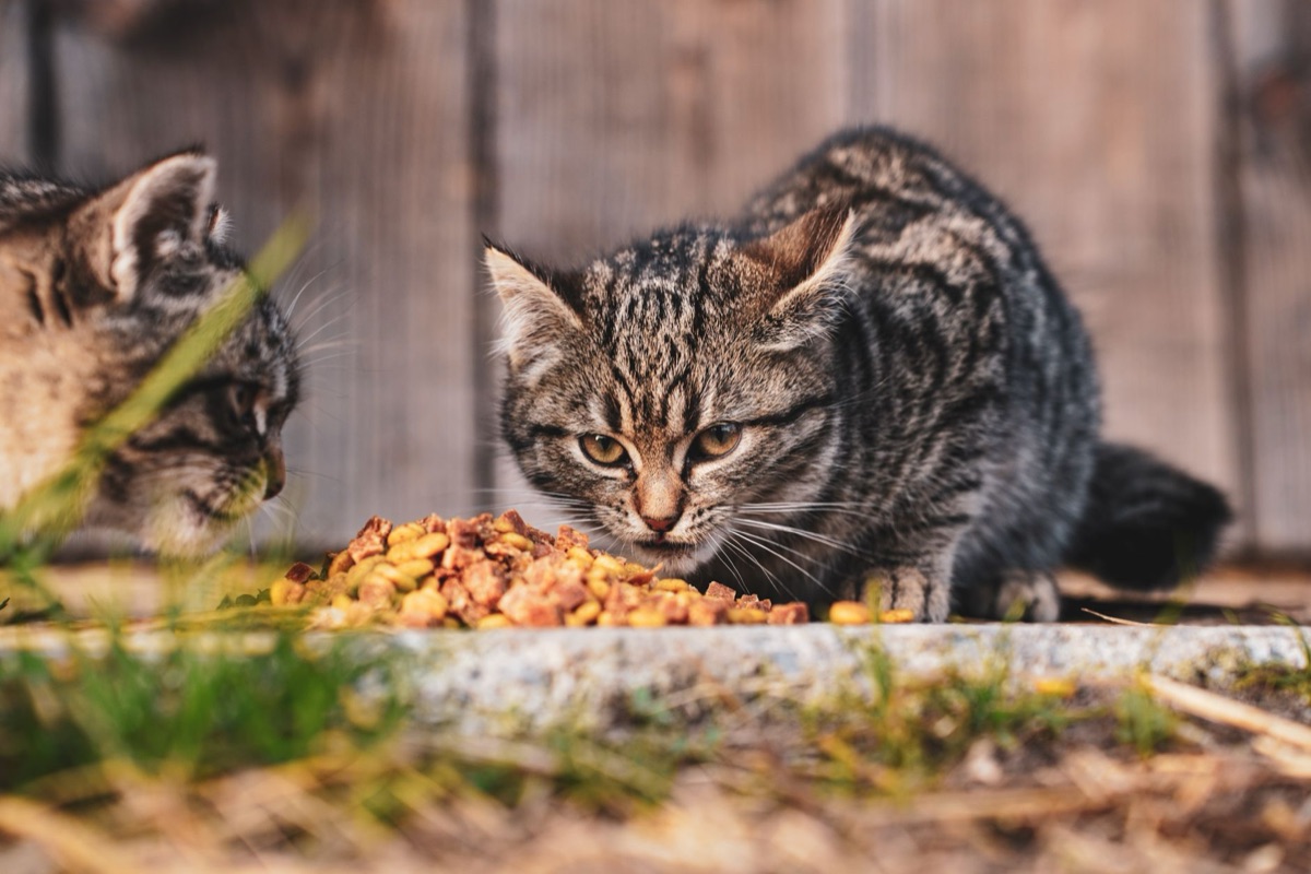 comida húmeda para gatos en lata