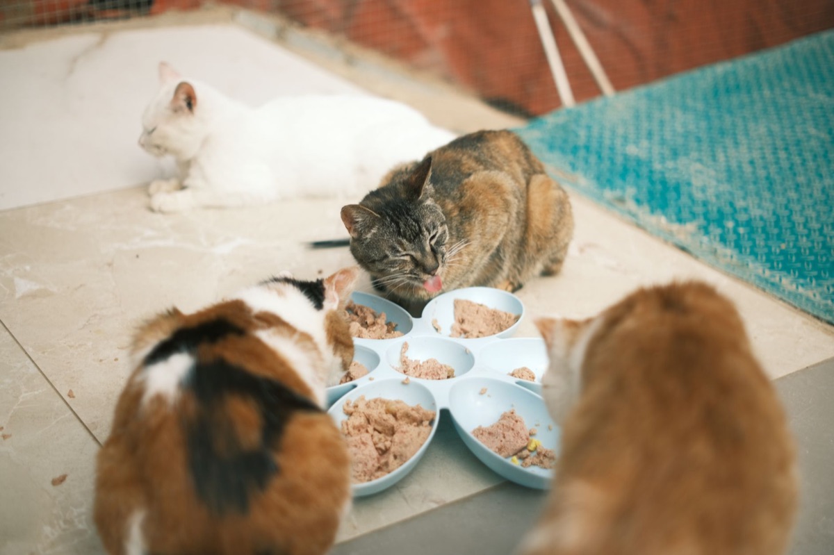 cibo umido per gatti in scatola