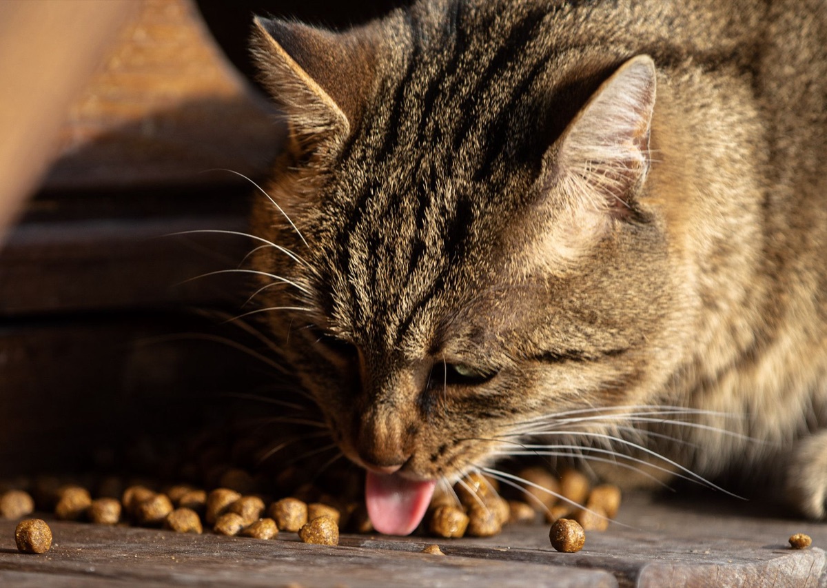 Droge brokjes voor katten