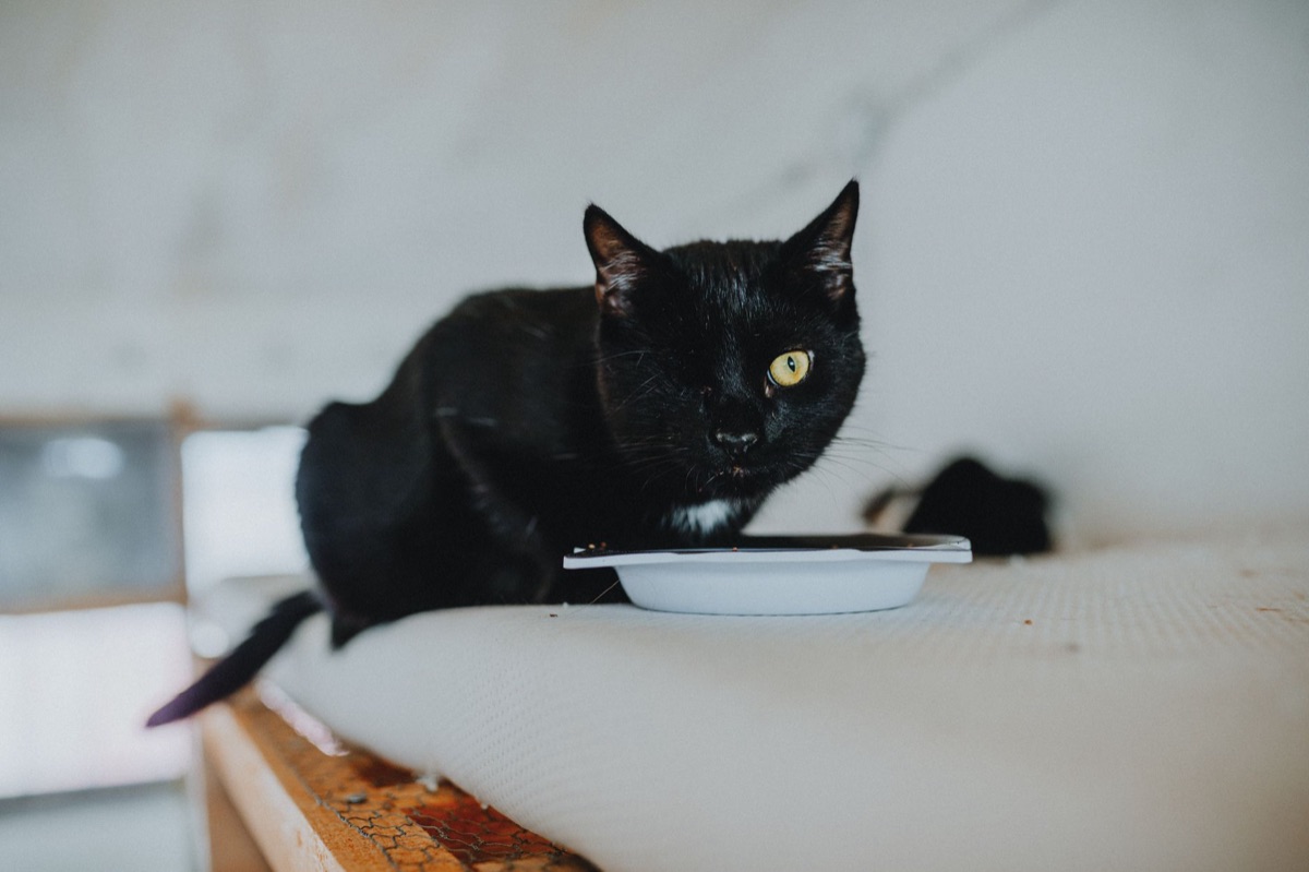 comida úmida para gatos em uma tigela