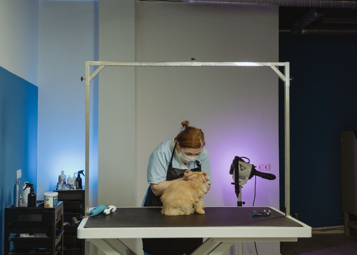Eine Bürste zur Fellpflege bei einer Katze.