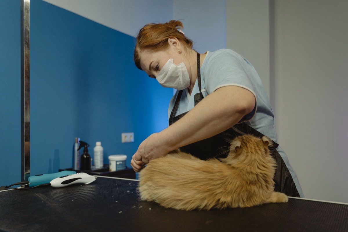 A close up of a person gently brushing the long fur of a fluffy cat.