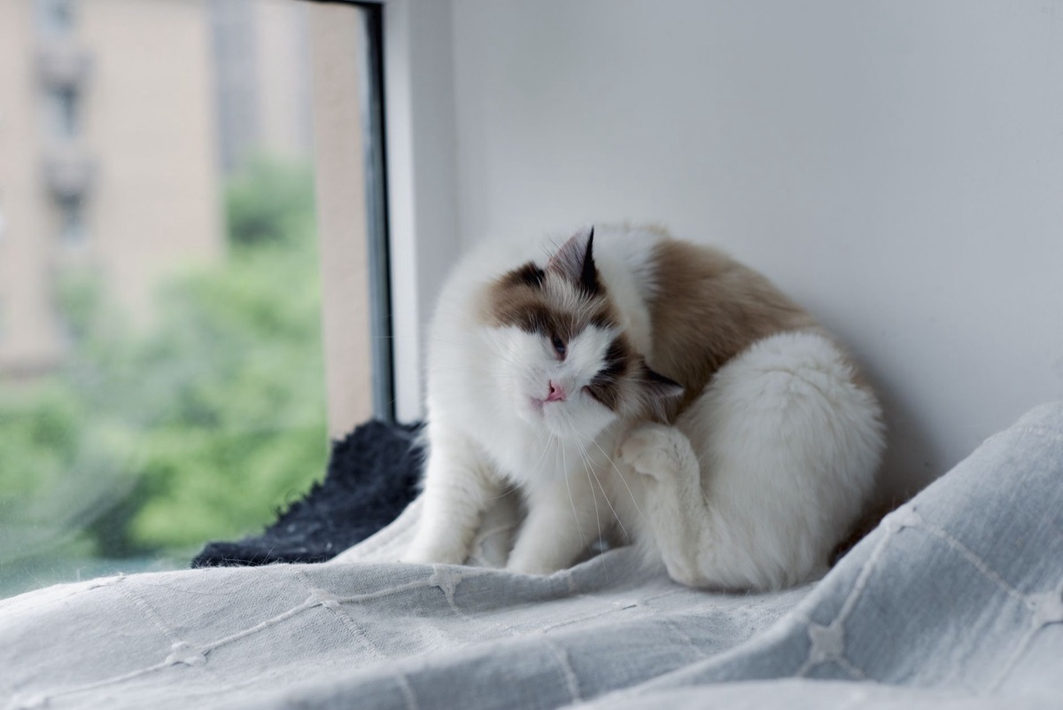 A close up shot of a metal comb being used to detangle cat fur.