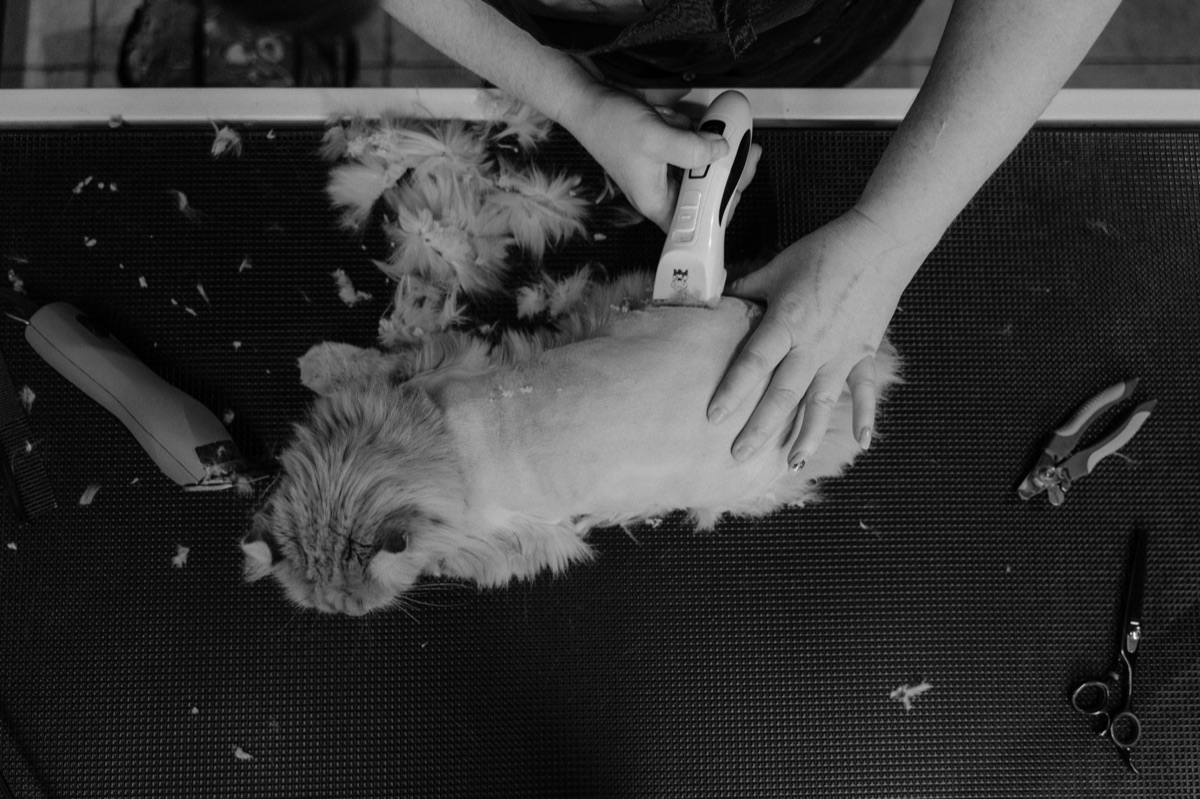Herramienta de cepillo para eliminar el pelo suelto de un gato.