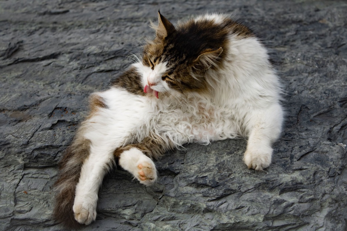 Cepillo de cerdas suaves para el cuidado del pelaje del gato.