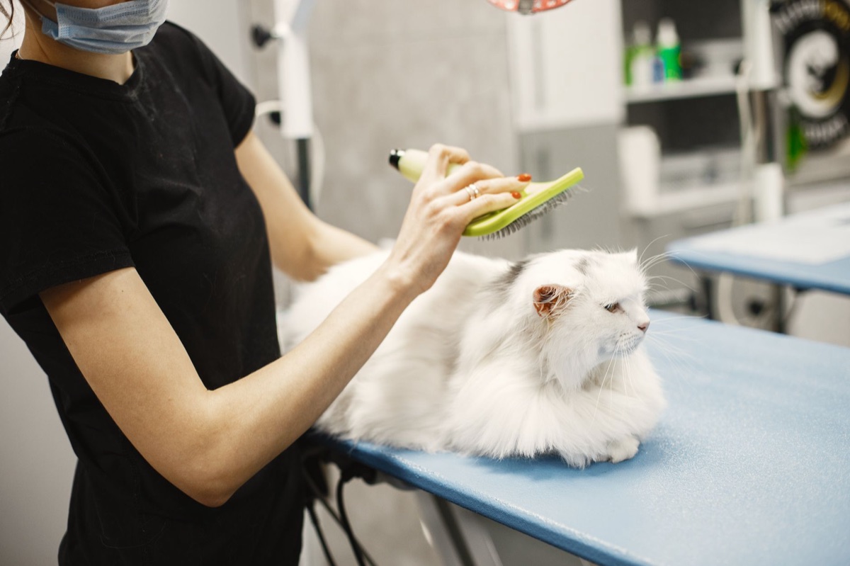 Une brosse de toilettage pour chat utilisée sur un pelage court.
