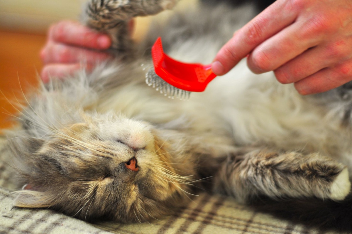 Un pettine metallico per rimuovere i nodi dal pelo di un gatto.