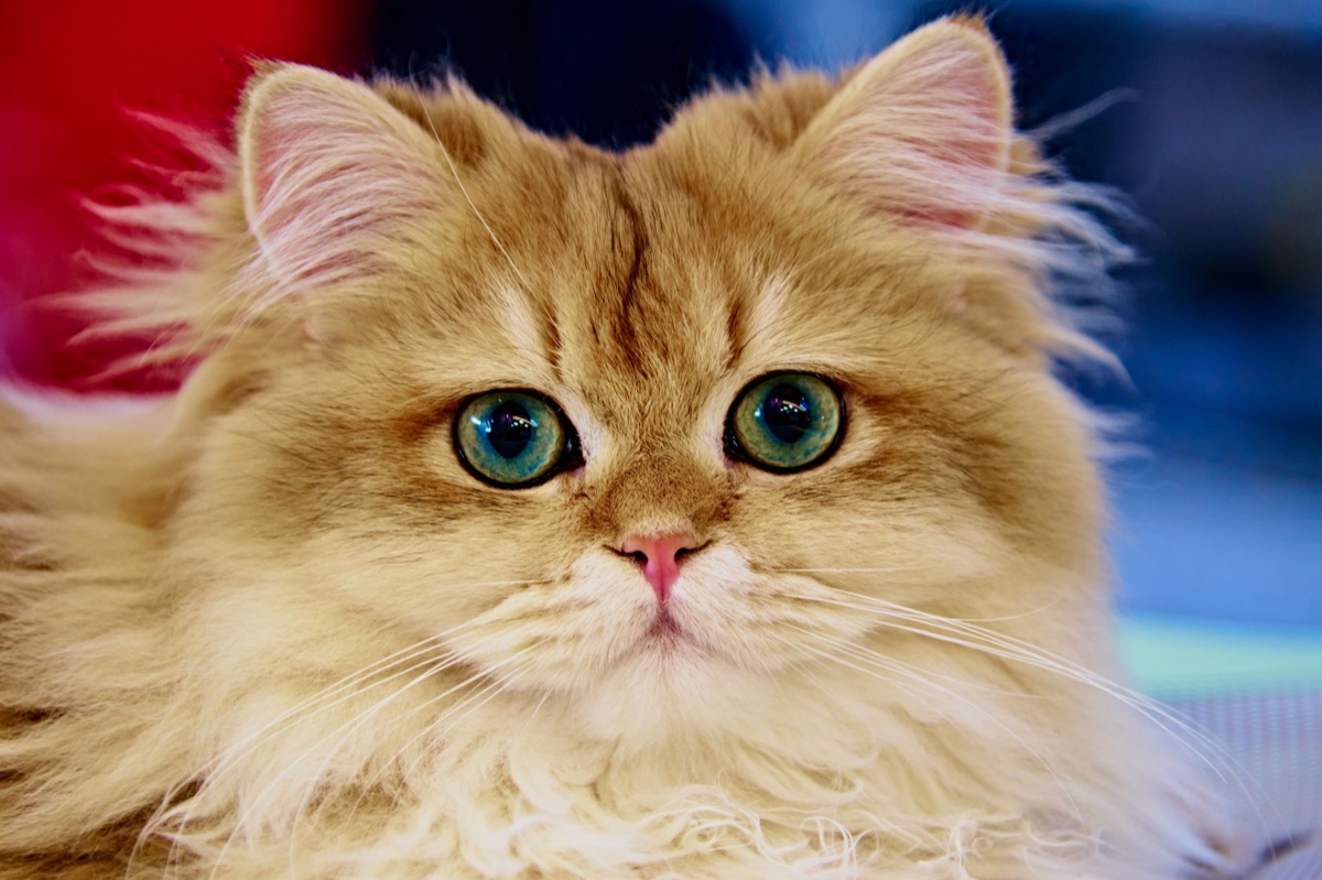 長毛種の猫の毛並み