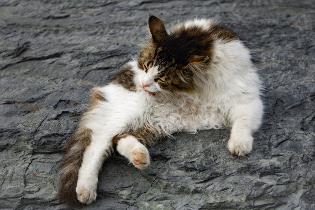 Gato de pelagem longa sendo escovado suavemente.
