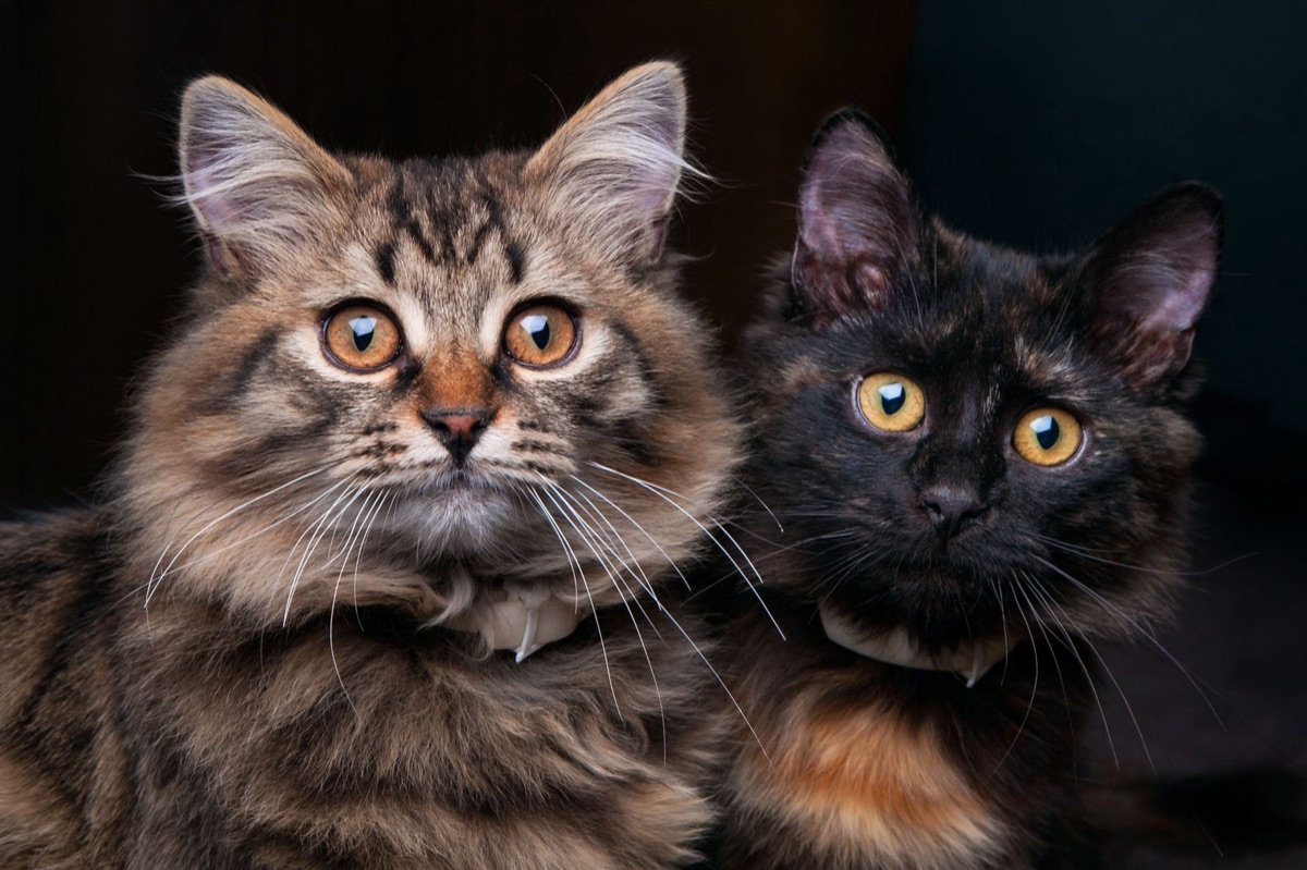 Close-up de uma escova de remoção de pelos para gatos.