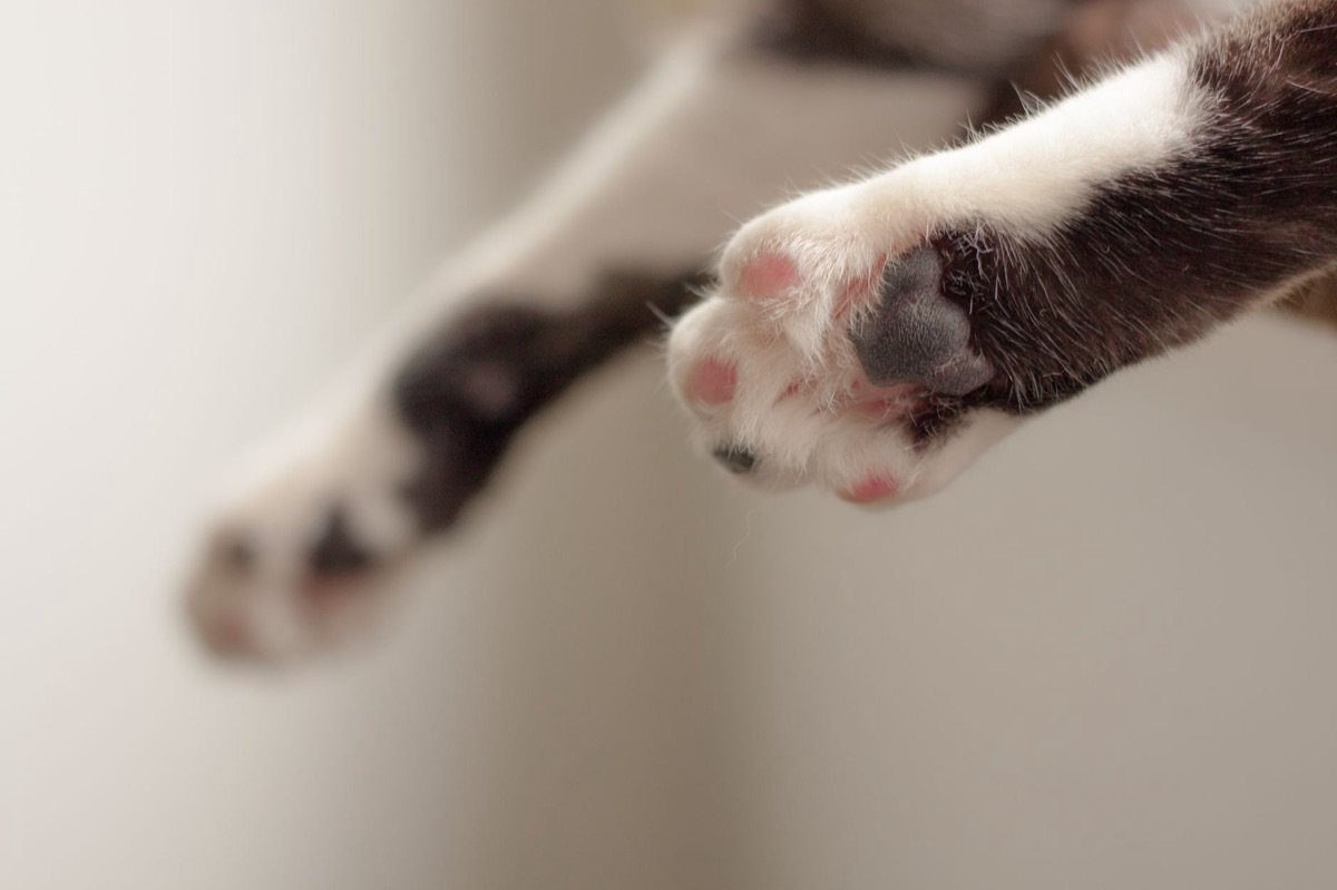Eine Katze beim Krallenwetzen oder Kuscheln.