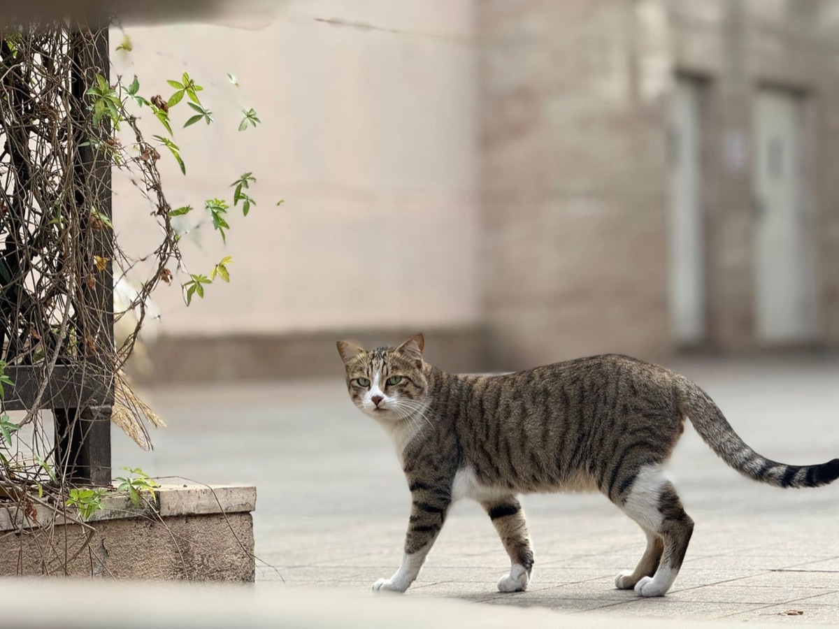 A cat with its tail held high and slightly curved