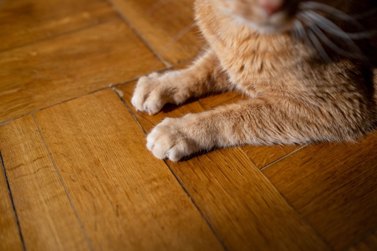 A cat kneading its paws on a soft blanket