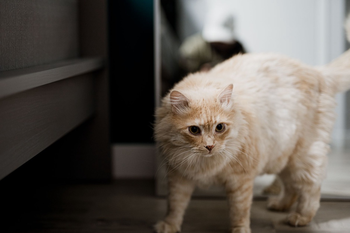 Primer plano de la cola de un gato moviéndose lateralmente.