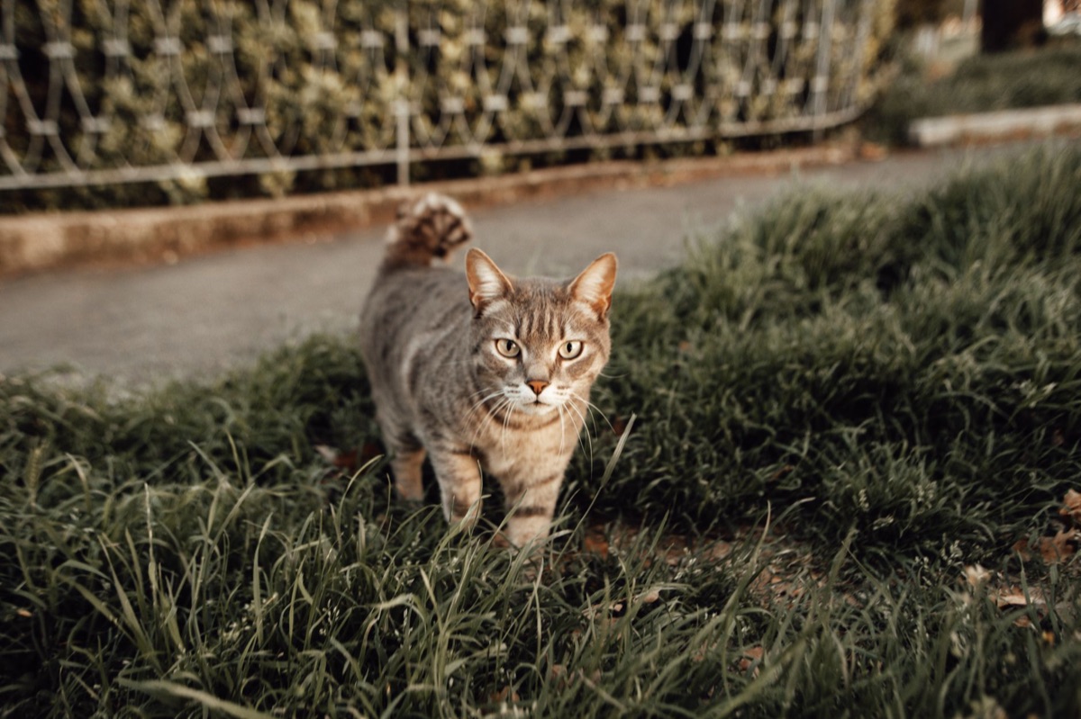 Le mouvement de la queue d'un chat.