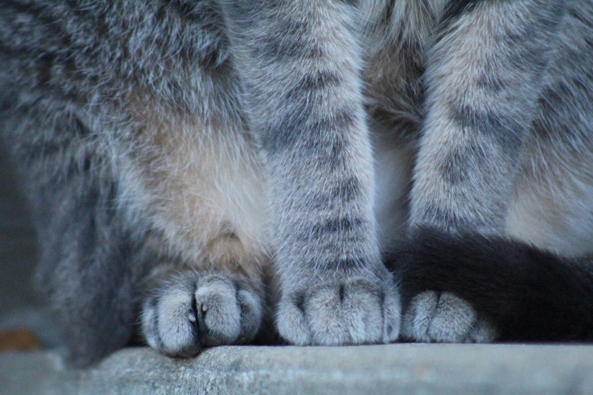 Un chat qui pétrit avec ses pattes.