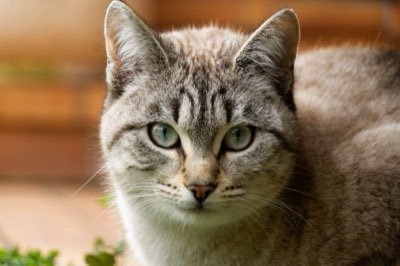 Gatto: 5 segnali chiave per capire il suo vero stato emotivo