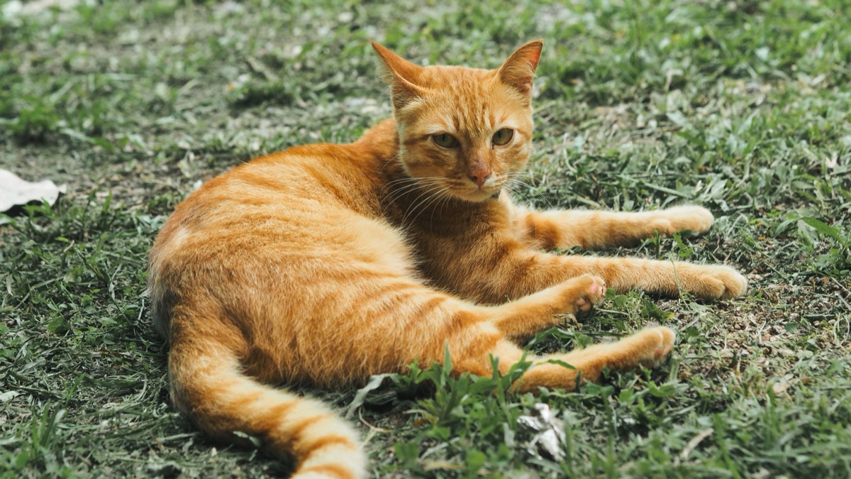 Gatto che muove la coda mentre è seduto.