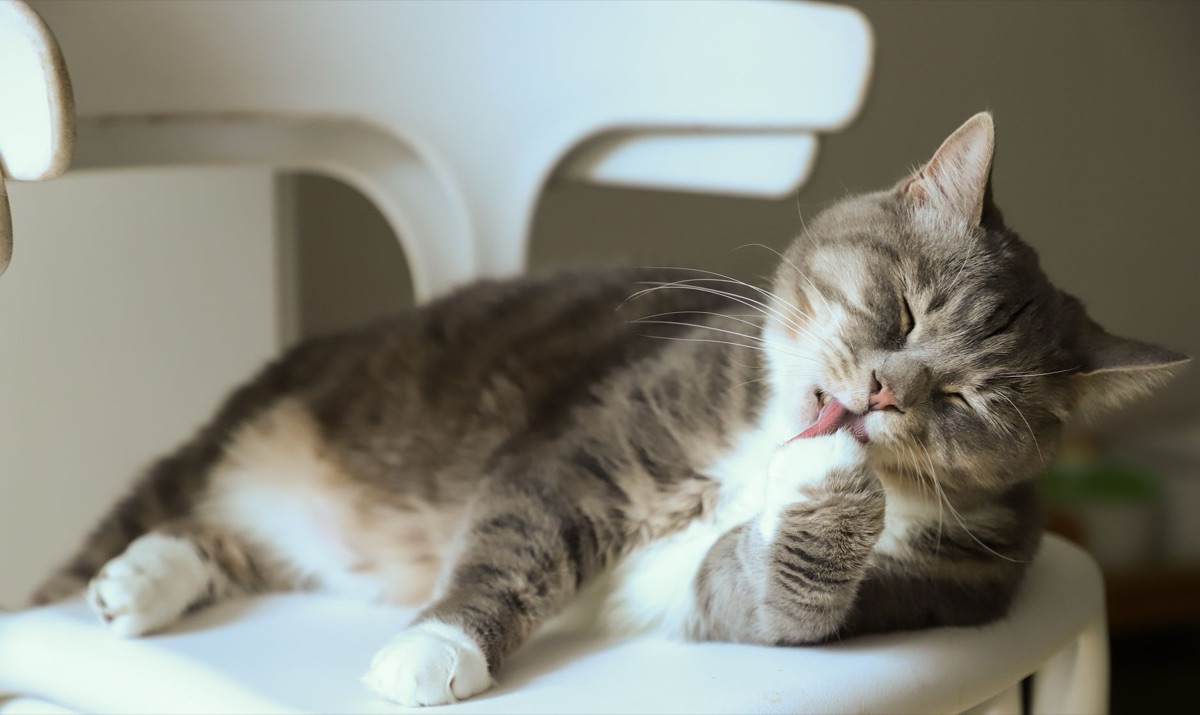 Gatto che impasta con le zampe anteriori.
