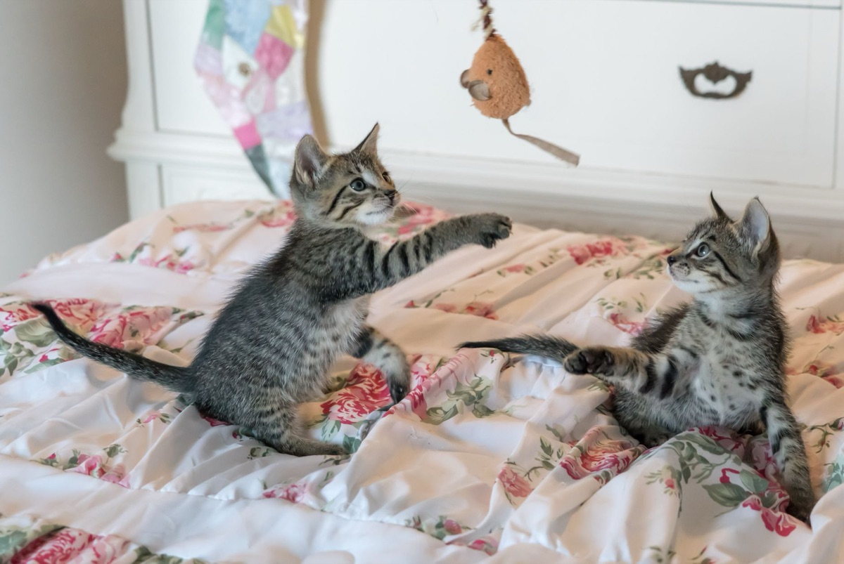 動いている猫のしっぽ