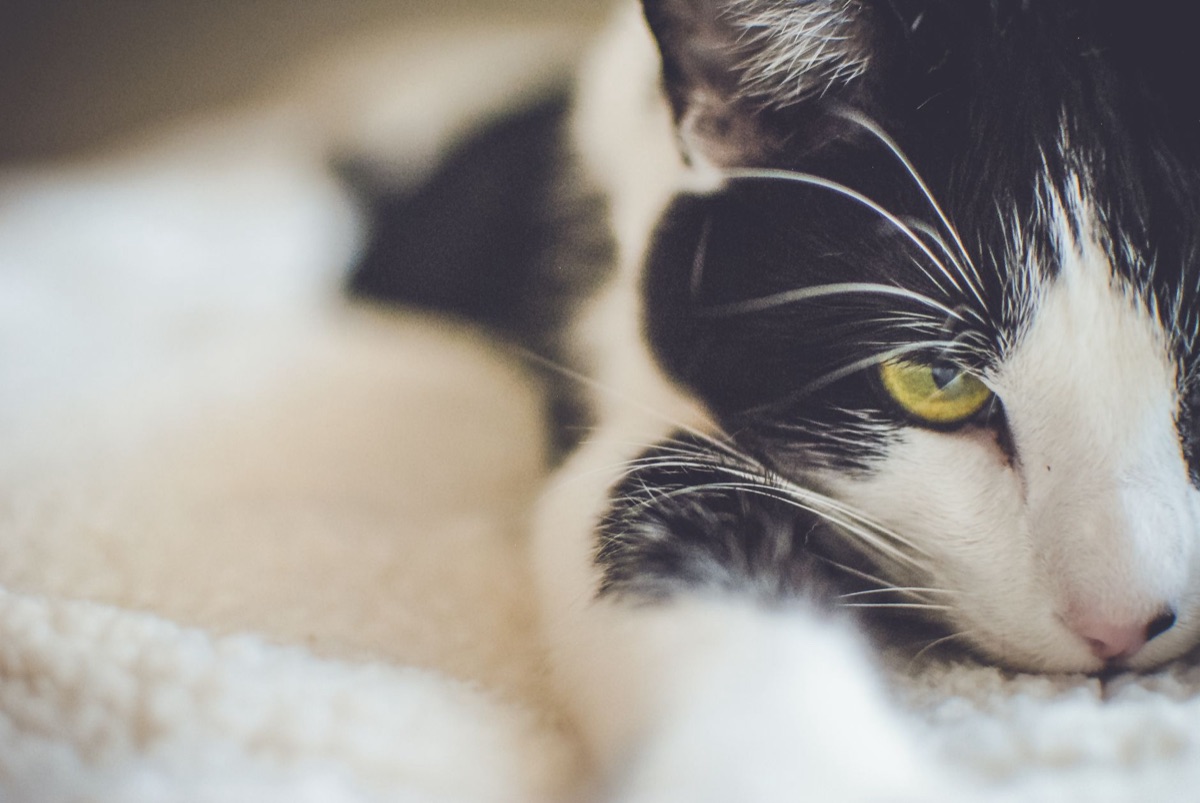 リラックスして毛繕いをする猫
