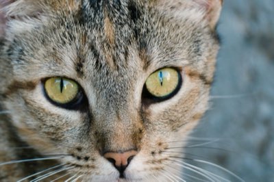 고양이 꼬리 움직임으로 읽는 5가지 감정 신호와 대처법