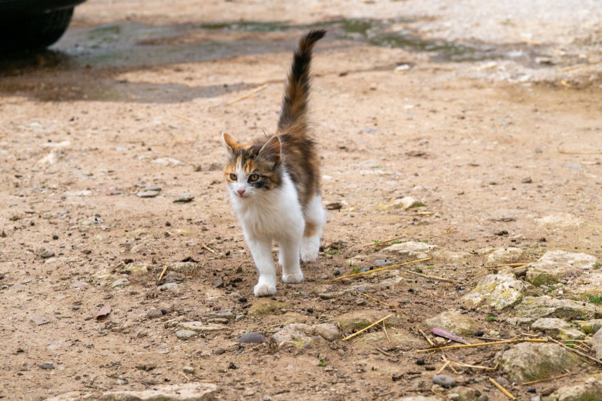Foco no movimento da cauda de um gato felpudo.