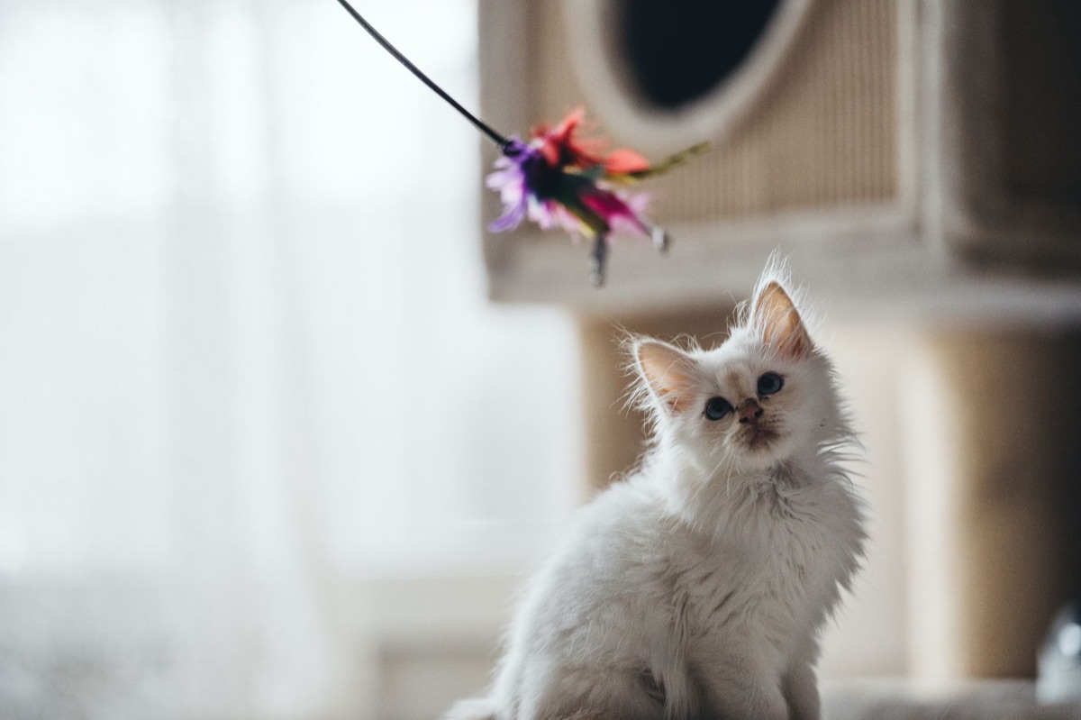 Katze spielt mit einer Angelangel-Spielzeug