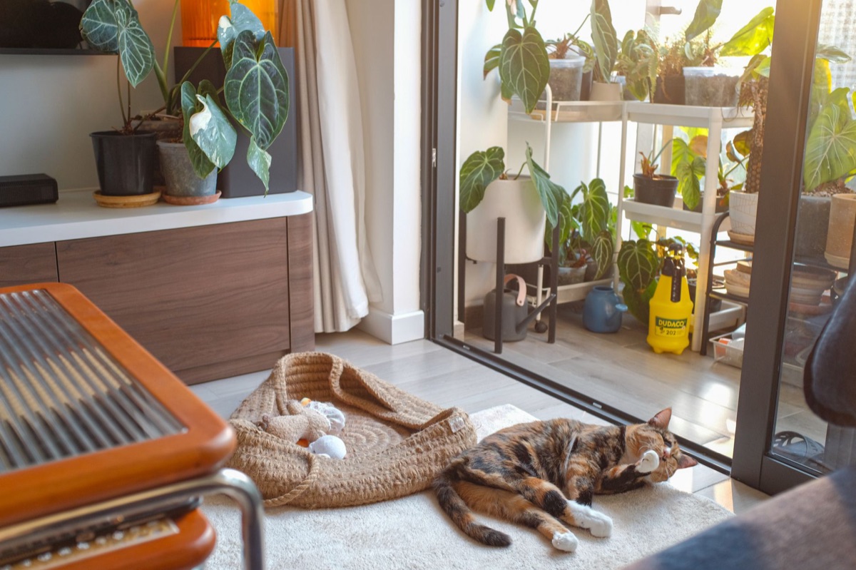 Katze erkundet die Umgebung an einem Fenster