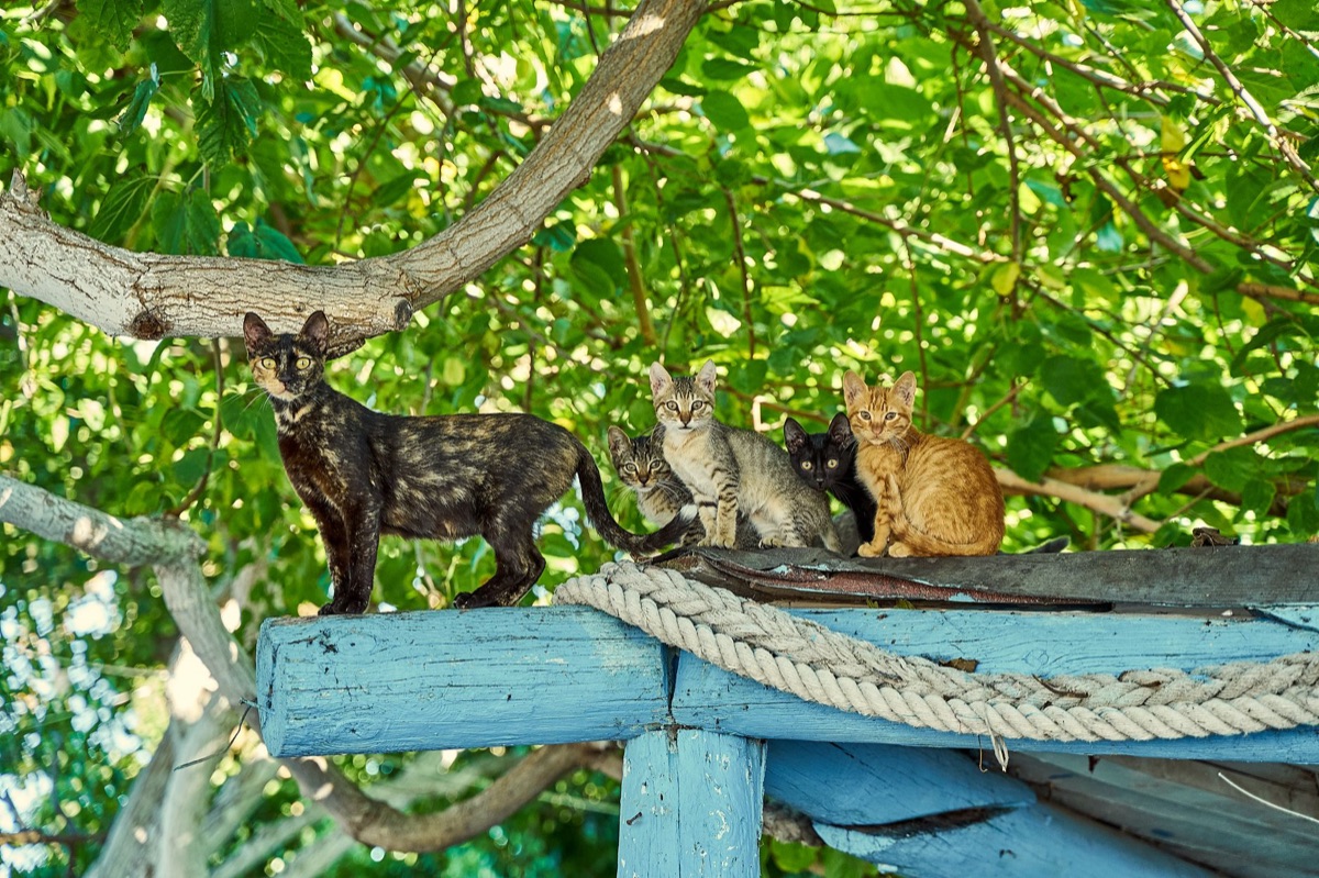 A tall wooden cat tree with multiple levels in a bright living room.
