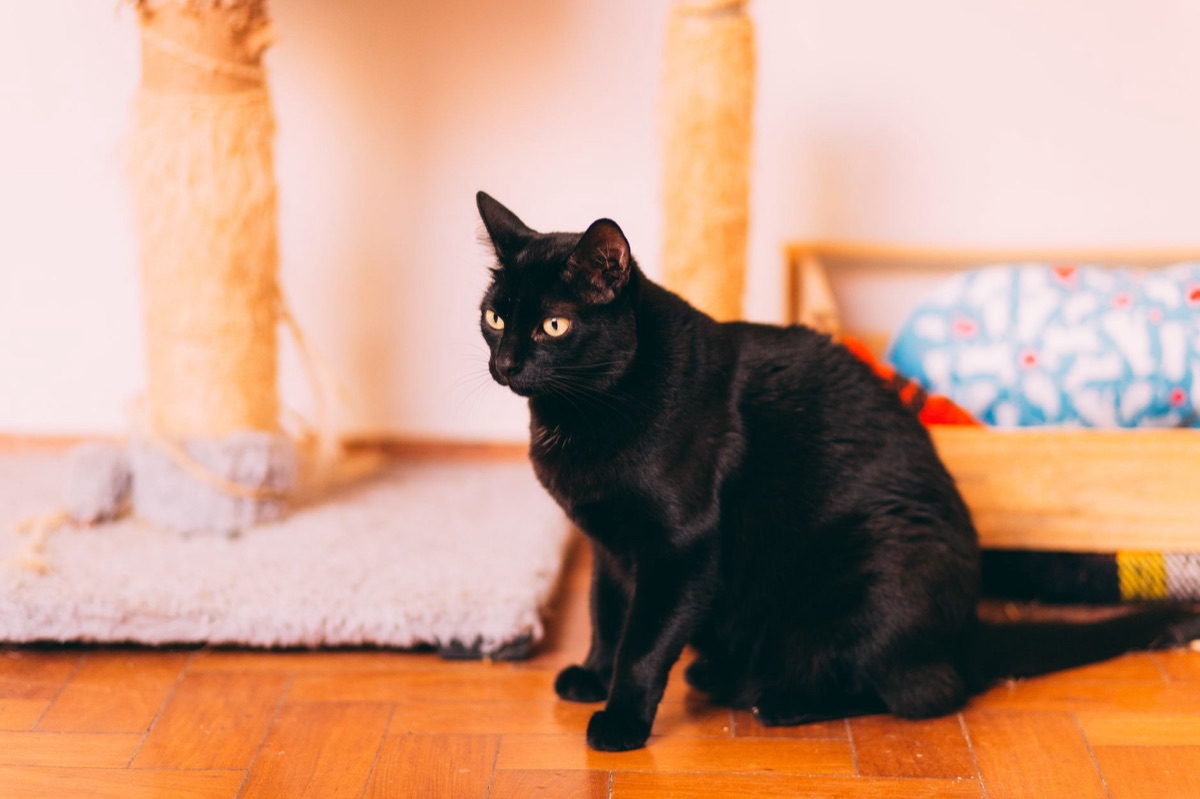 gato trepando un rascador de madera